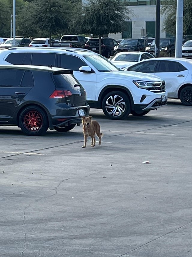 lost dog in San Antonio, Texas