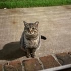 Found Cat in Dayton, Ohio — listing photo