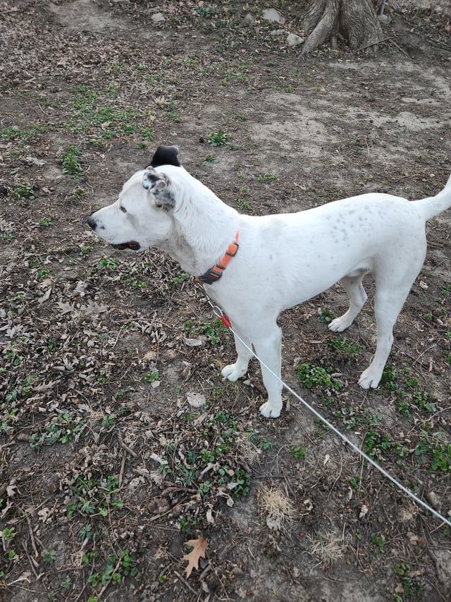 Pet alert in Omaha, Nebraska — listing photo