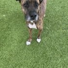 Pet alert in Cincinnati, Ohio — listing photo
