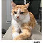 Lost Cat in Highland, California — listing photo