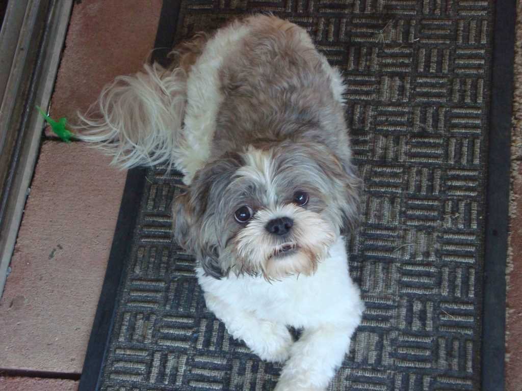 Lost Dog in Bakersfield, California — listing photo