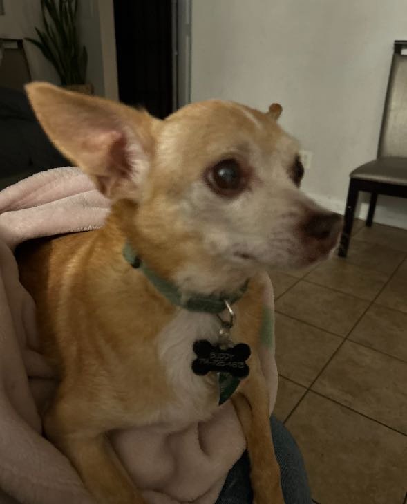 Lost Dog in Stanton, California — listing photo