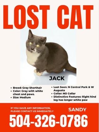 Lost Cat in K — listing photo