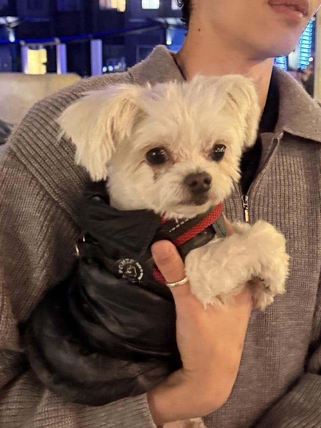 found dog in San Francisco, California