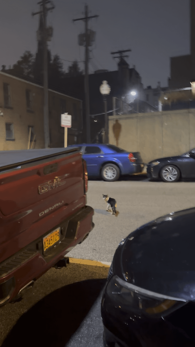 Lost Pet in Baltimore, Maryland — Cat spotted on Biddle st