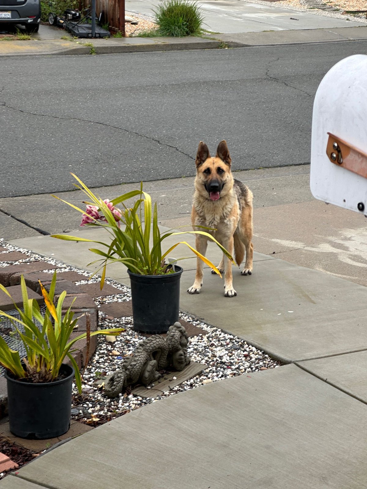 Found Dog in Milpitas, California — listing photo