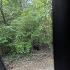 lost cat in Asheville, North Carolina