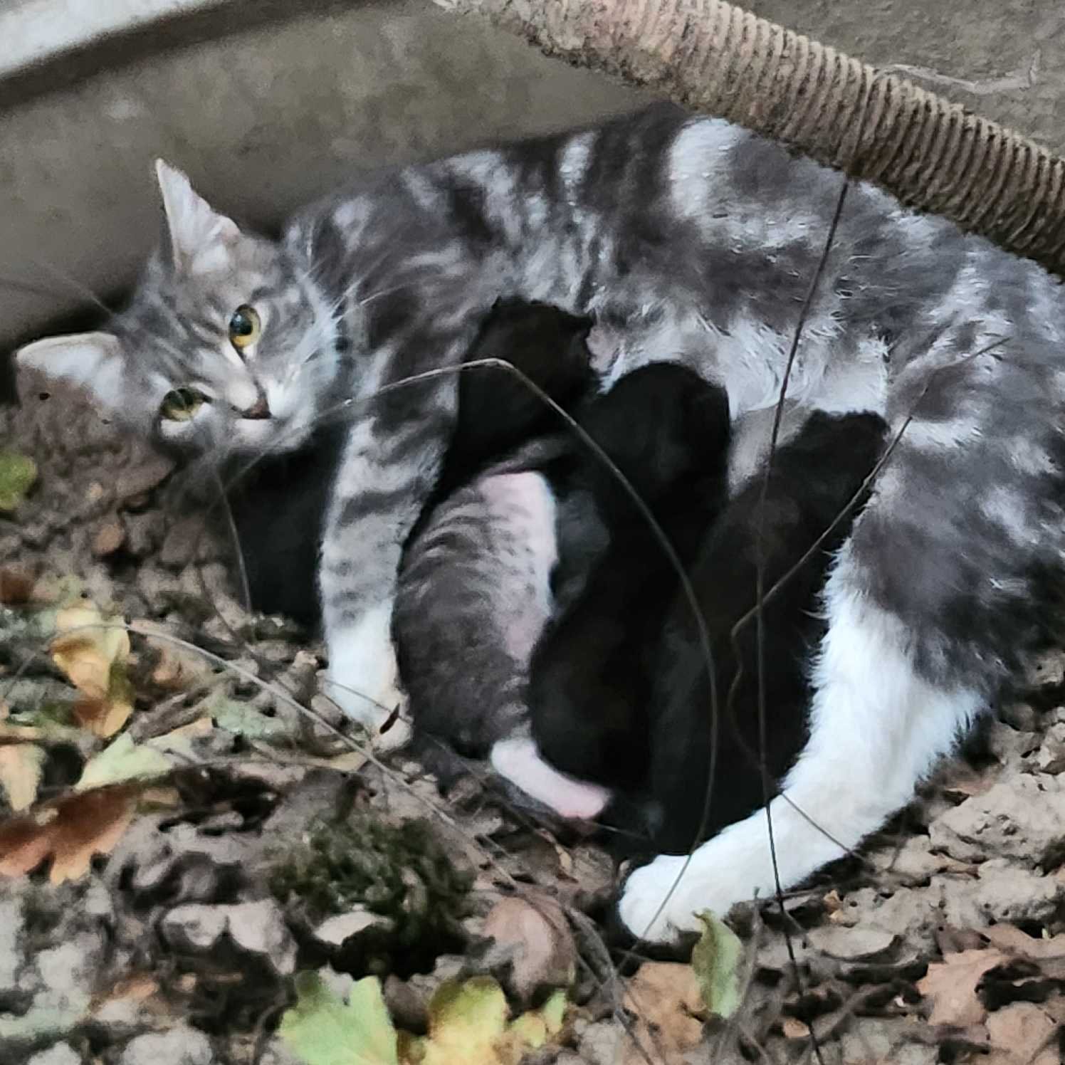 Lost Cat in Salem, Oregon — listing photo
