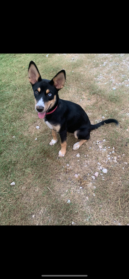 Lost Dog in Cleveland, Tennessee — listing photo