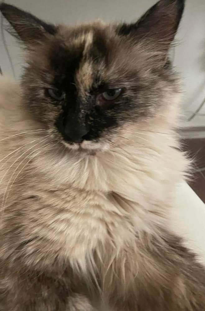 Lost Cat in Santa Teresa — listing photo