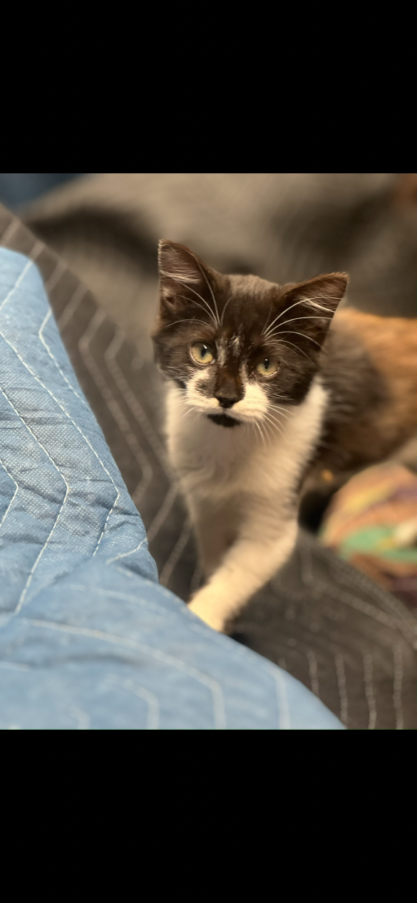 Lost Cat in Copperas Cove — listing photo