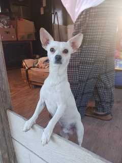 Lost Dog in Universal City — listing photo
