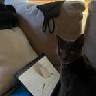 Lost Pet in Sacramento, California — Question for TNR Folks
