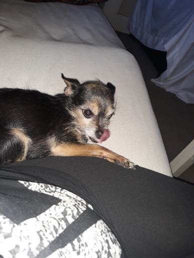 Lost Dog in Stockton, California — listing photo