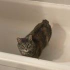 Lost Pet in Cincinnati, Ohio — listing photo