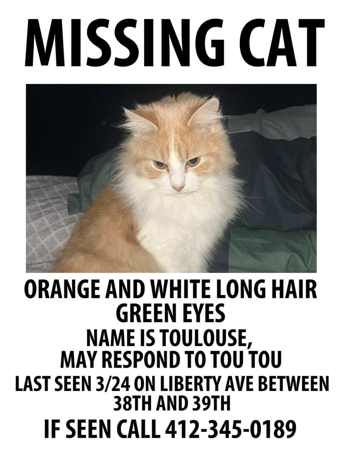 lost pet in Pittsburgh, Pennsylvania