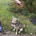 Lost Dog in Charlotte, North Carolina — listing photo