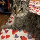 found cat in Philadelphia, Pennsylvania