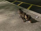 Lost Cat in Philadelphia, Pennsylvania — listing photo