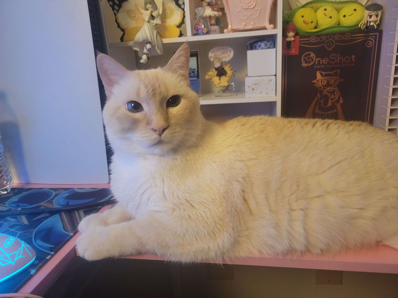 Lost Cat in Laguna Hills — listing photo