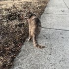 lost cat in Washington, District of Columbia