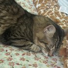 Lost Cat in Columbus, Ohio — listing photo