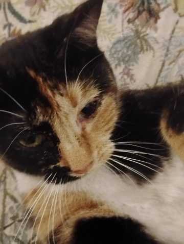 Lost Cat in Spokane, Washington — listing photo