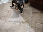 Lost Pet in Memphis, Tennessee — listing photo