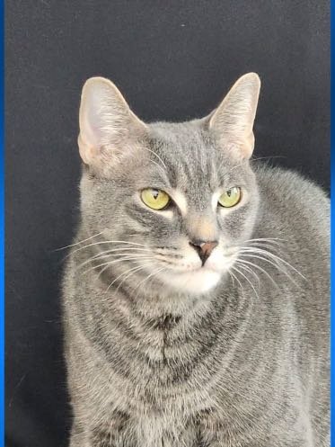 Lost Cat in Wesley Chapel — listing photo