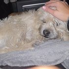 found dog in Tucson, Arizona