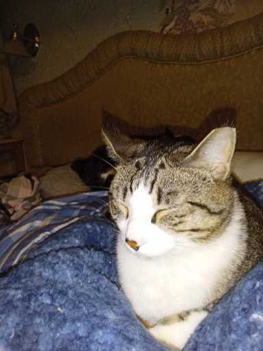 Lost Cat in Hermiston — listing photo
