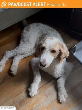 lost dog in Newark, New Jersey