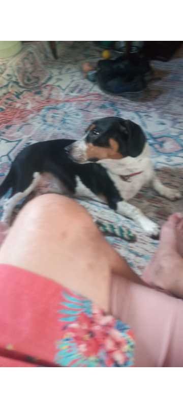 Lost Dog in Gulfport, Mississippi — listing photo
