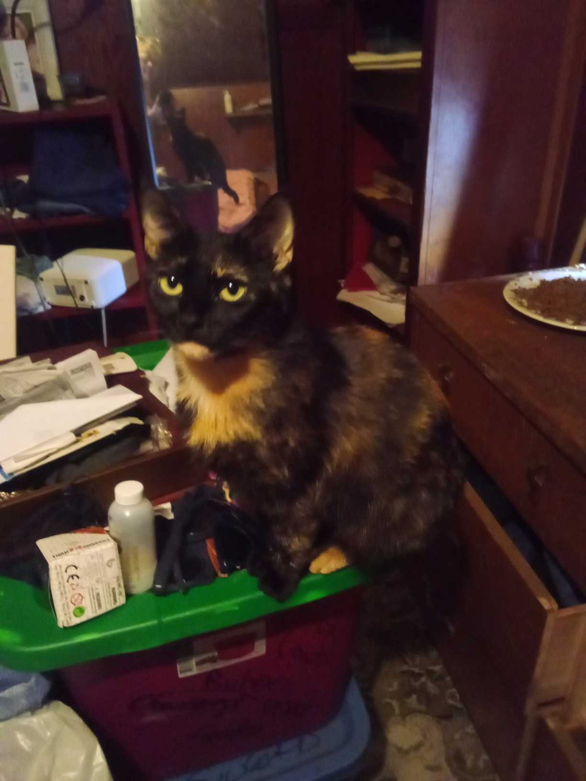 Lost Cat in Longview, Texas — listing photo