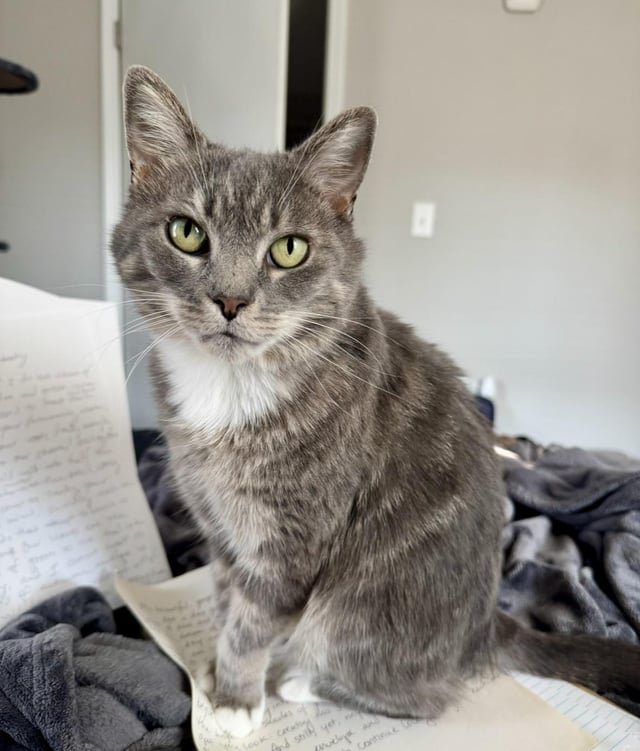 Lost Pet in Omaha, Nebraska — listing photo
