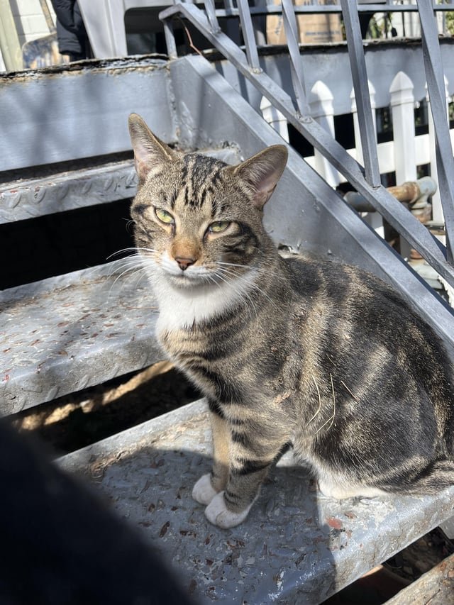 Lost Cat in Washington, District of Columbia — Anybody missing a really nice guy?