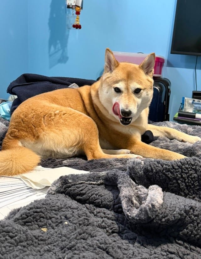 Lost Dog in Charlotte, North Carolina — listing photo