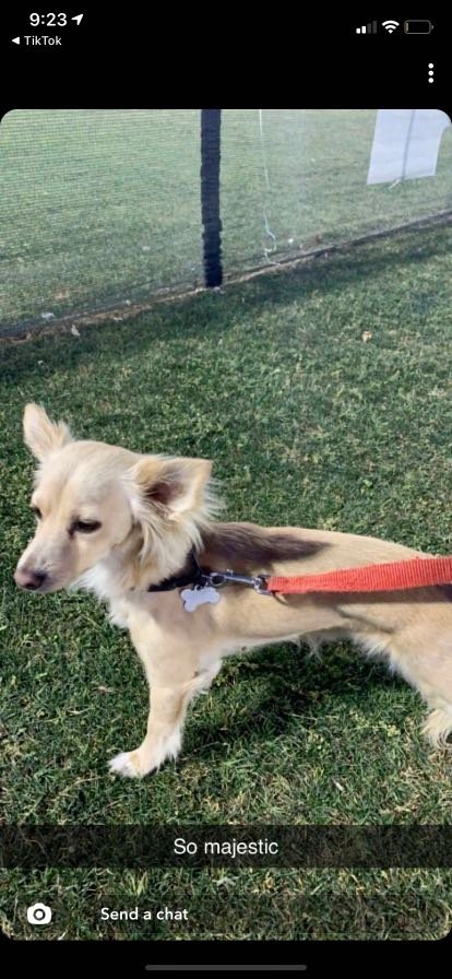 Lost Dog in Phoenix, Arizona — listing photo
