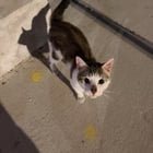 found cat in Chicago, Illinois