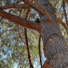 lost cat in San Jose, California