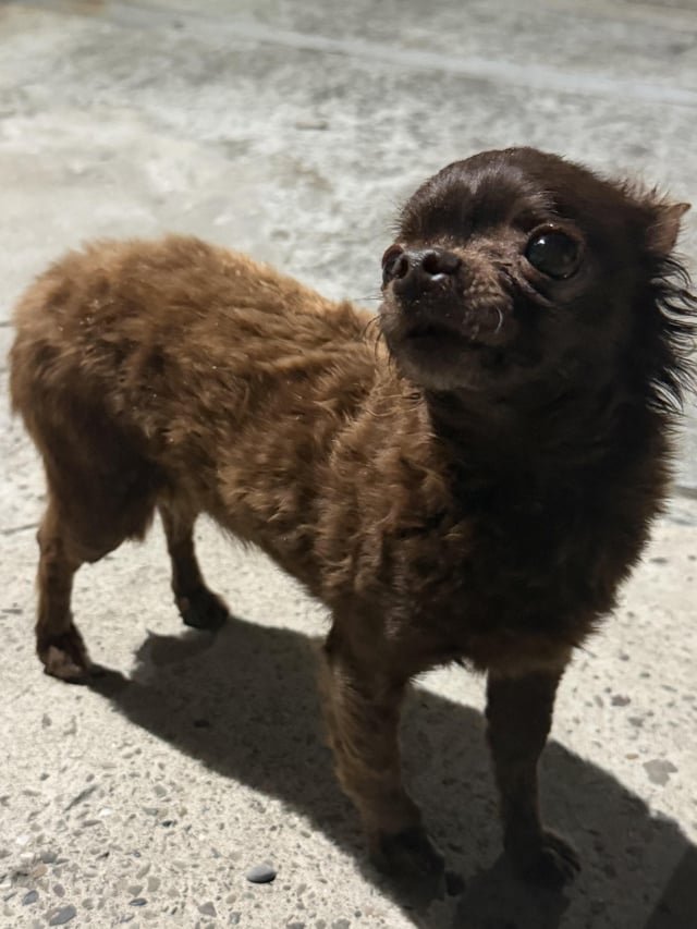 Lost Dog in San Jose, California — listing photo