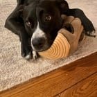 lost dog in Seattle, Washington