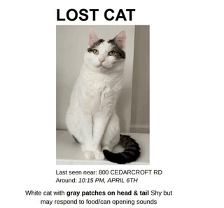 lost pet in Baltimore, Maryland