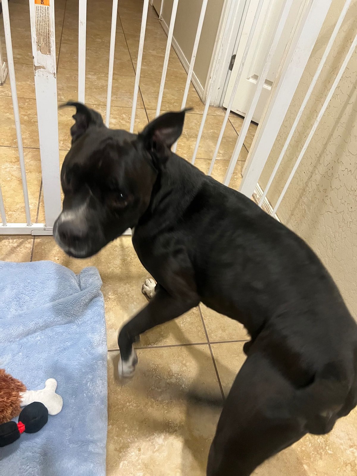 Found Dog in Phoenix, Arizona — listing photo