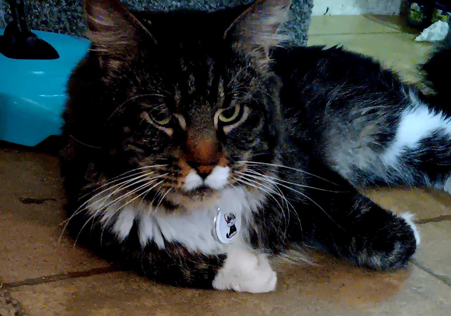Lost Cat in Tomball — listing photo
