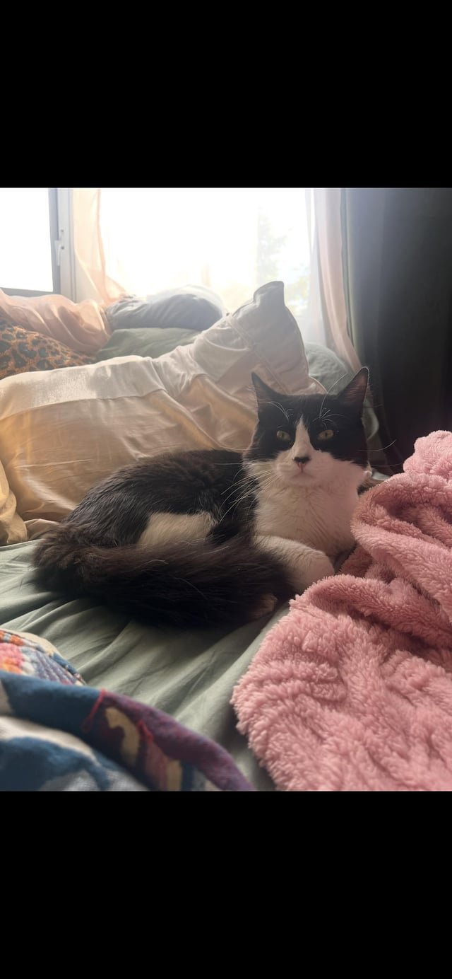 lost cat in Boston, Massachusetts