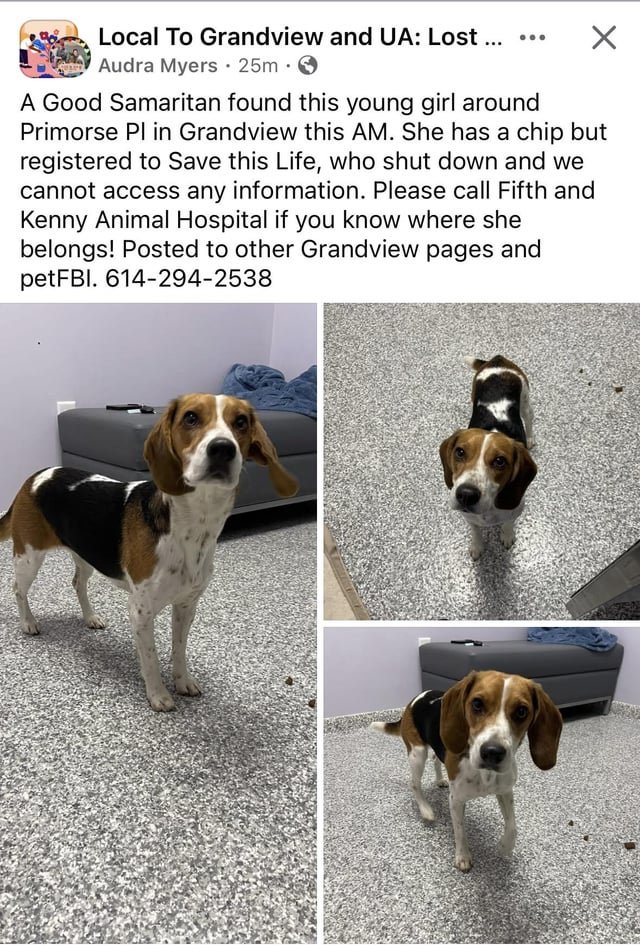 Lost Dog in Columbus, Georgia — listing photo