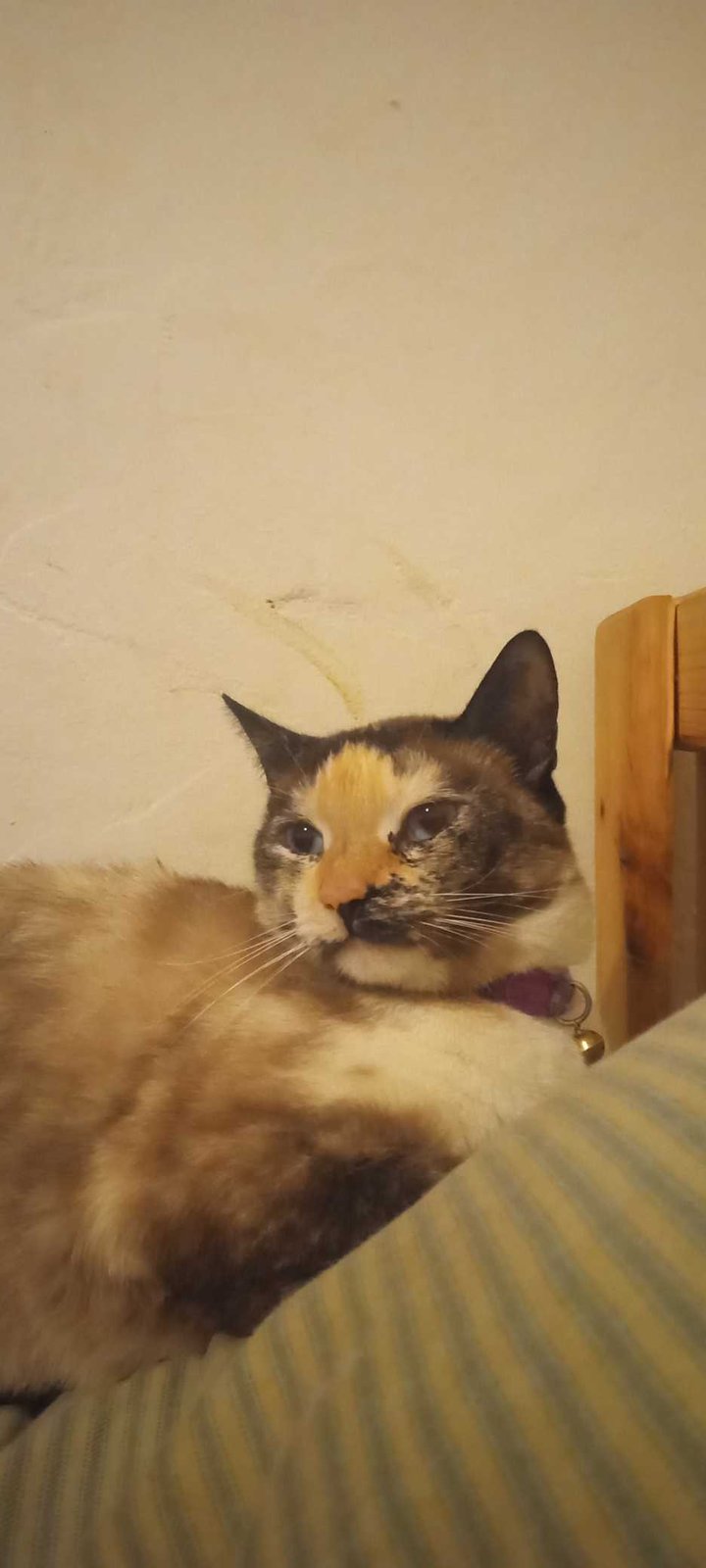 Lost Cat in Coolidge — listing photo