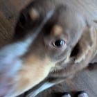 Lost Dog in Columbus, Ohio — listing photo